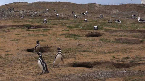 Penguins stand next to their holes watching seagulls flying by. Video stock 103370053