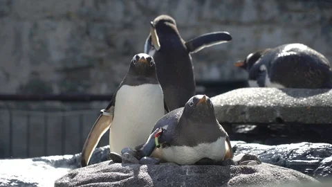 Penguins standing around Stock Footage 99507902