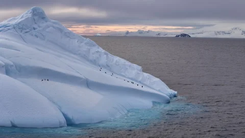 Penguins standing in line on a massive floating iceberg in antarctica Stock Footage 320564430