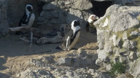 Penguins Standing On A Rock Video stock 97391729