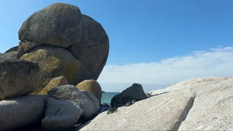 Penguins Sunbathing At Boulders Beach Stock Footage 277829411