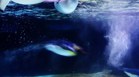 Penguins swim 스톡 동영상 24704425