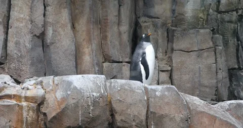 Penguins swim Stock Footage 255686390