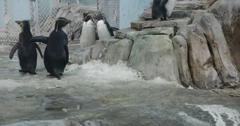 Penguins swim Stock Footage 255687058