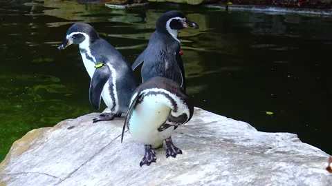 Penguins swim in the pool at the zoo Stock Footage 230173038