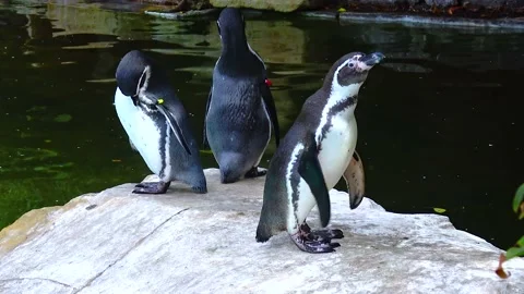 Penguins swim in the pool at the zoo Stock Footage 230173052