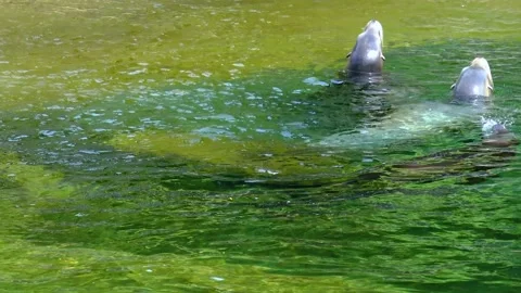 Penguins swim in the pool at the zoo Stock Footage 230930892