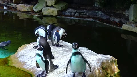 Penguins swim in the pool at the zoo Stock Footage 230931276