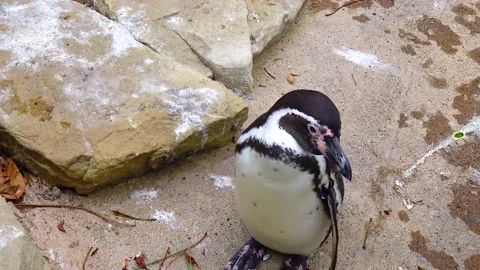 Penguins swim in the pool at the zoo Stock Footage 231023686