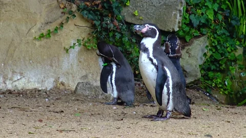 Penguins swim in the pool at the zoo Stock Footage 231023822