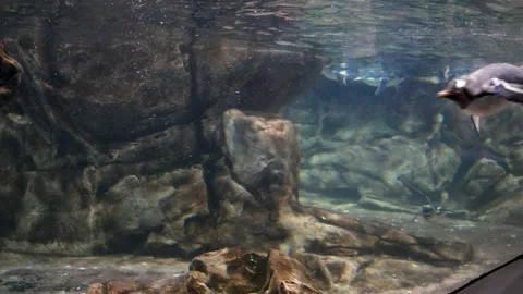 Penguins swim in the water Stock Footage 138624006