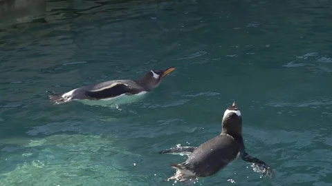 Penguins swimming 3 Stock Footage 99507893