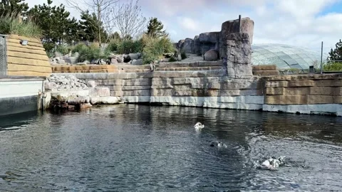 Penguins swimming and resting on rocks Stock Footage 333773545