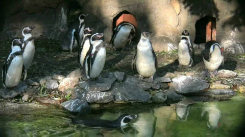 Penguins swimming Stock Footage 280564