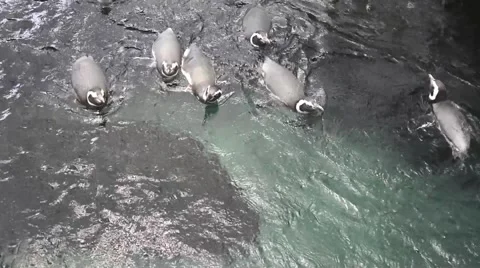 Penguins swimming Video stock 63078446