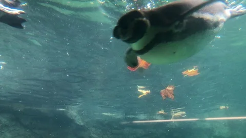 Penguins Swimming Video stock 98092440
