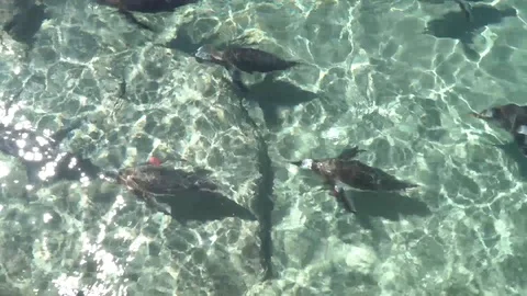 Penguins swimming Video stock 99508340