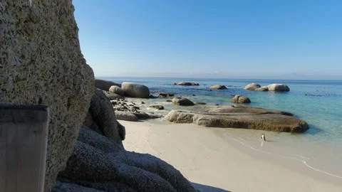 Penguins Swimming Stockbeeldmateriaal 155503745