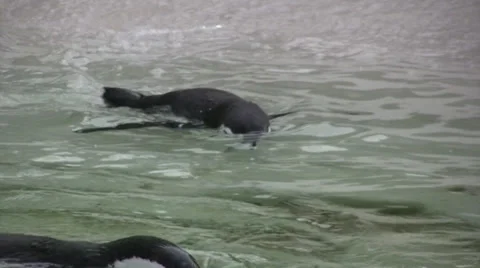 Penguins swimming in a pool Stock Footage 28419738