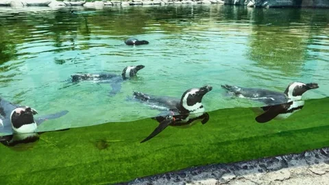 Penguins Swimming in a Pool Stock Footage 311576782