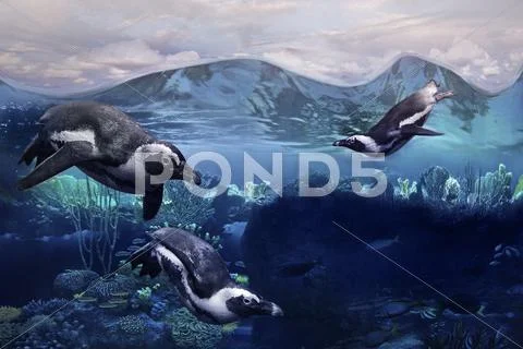 Penguins swimming underwater Stock Photos