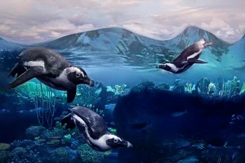 Penguins swimming underwater Stock Photos