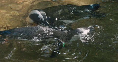 Penguins Swimming in Water Stock Footage 344058836
