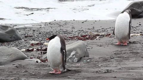 Penguins in synchrony Stock Footage 46752874