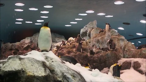 Penguins Tenerife Stock Footage