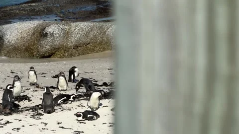 Penguins Together on the Beach Stock Footage 277829244