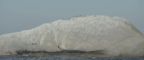 Penguins top of a hill - UHD Prores 422 Stock Footage 104042386