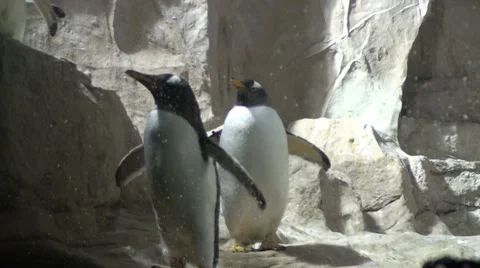 Penguins under the sun Stock-Footage 39779650