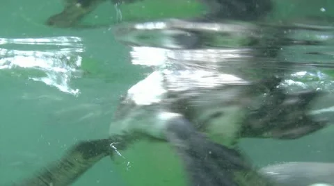 Penguins under water Video stock 20465734
