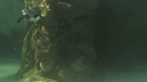 Penguins underwater 1 Video stock 8514278