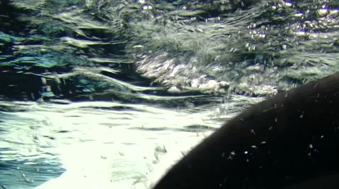 Penguins underwater Stock Footage 1073855