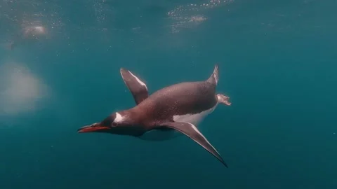 Penguins underwater Stock Footage 218044923