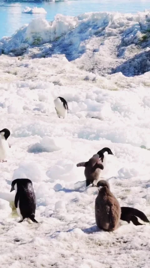 Penguins waddle and interact on icy shore with blue ocean and icebergs in b.. Stock Footage 333955056