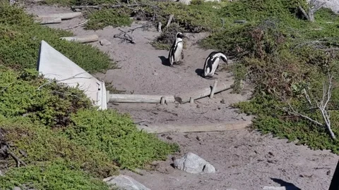 Penguins Walking Along A Beach Path Stock Footage 171468980