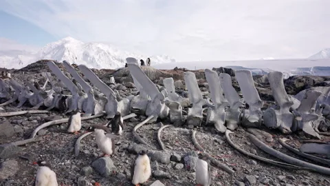 Penguins Walking Among Large Whale Bones Видео 337949657