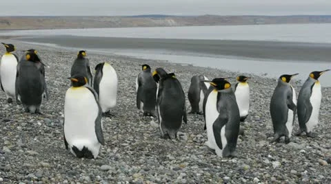 Penguins walking around Stock Footage 11958079