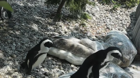 Penguins walking around Stock Footage 42857200