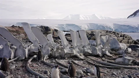 Penguins Walking Around Large Whale Skeleton Vídeos de archivo 337949766