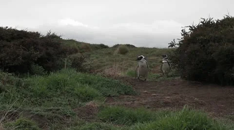 Penguins walking Stock Footage 9203092
