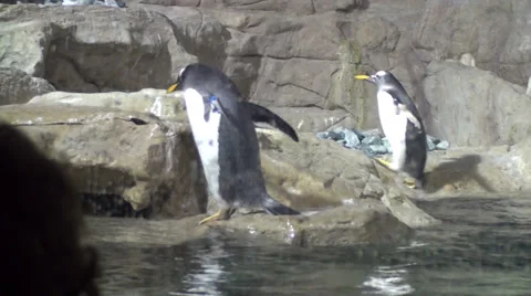 Penguins walking Stock-Footage 39779403