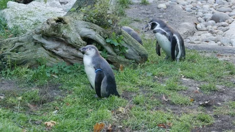 Penguins walking Stock Footage 94129099