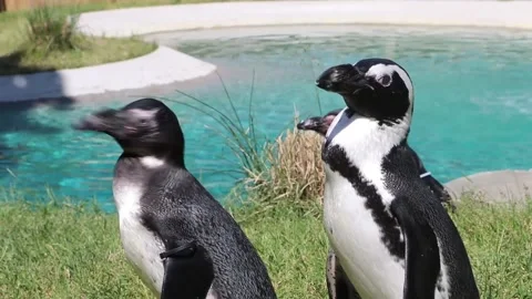 Penguins walking Stock Footage 146548964