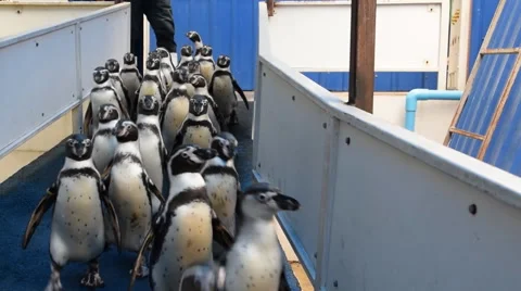 Penguins walking in a line Stock Footage 50554875