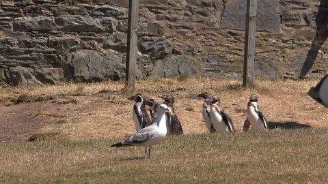 Penguins walking on parade 4K 스톡 동영상 92181568