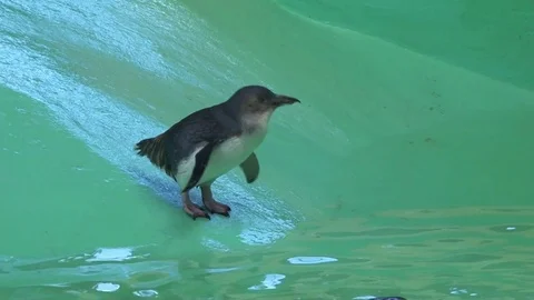 Penguins on water's aquarium Stock Footage 83528184
