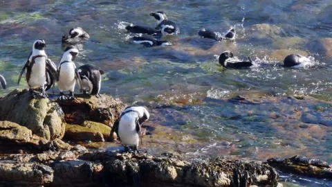 Penguins On The Waters Edge Stock Footage 171469306
